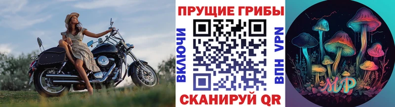 Галлюциногенные грибы Psilocybe  Кингисепп 
